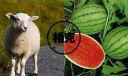 羊了个羊娱乐吃瓜,娱乐吃瓜，揭秘网络爆款游戏背后的故事